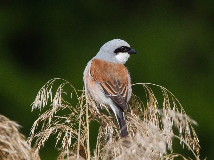 a bird sits on top of tall grass