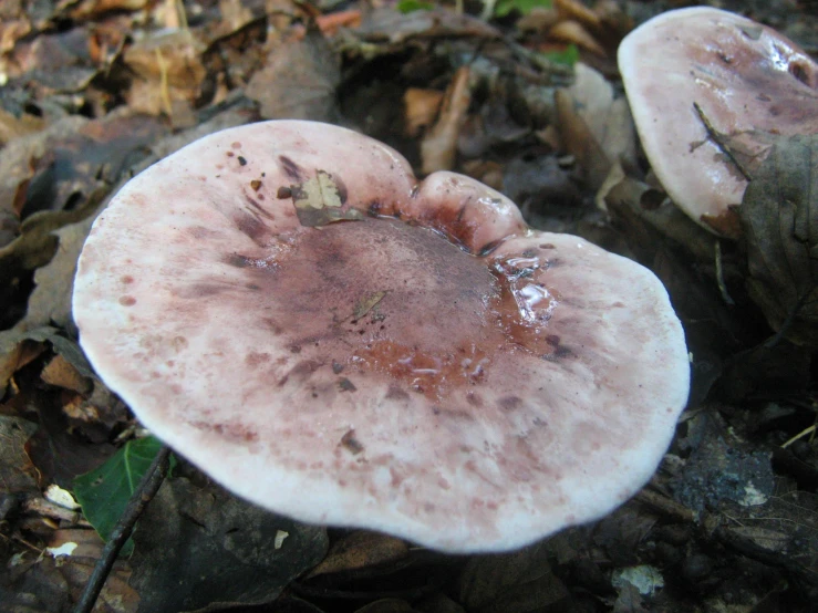 a brown mushroom grows in the forest on the ground