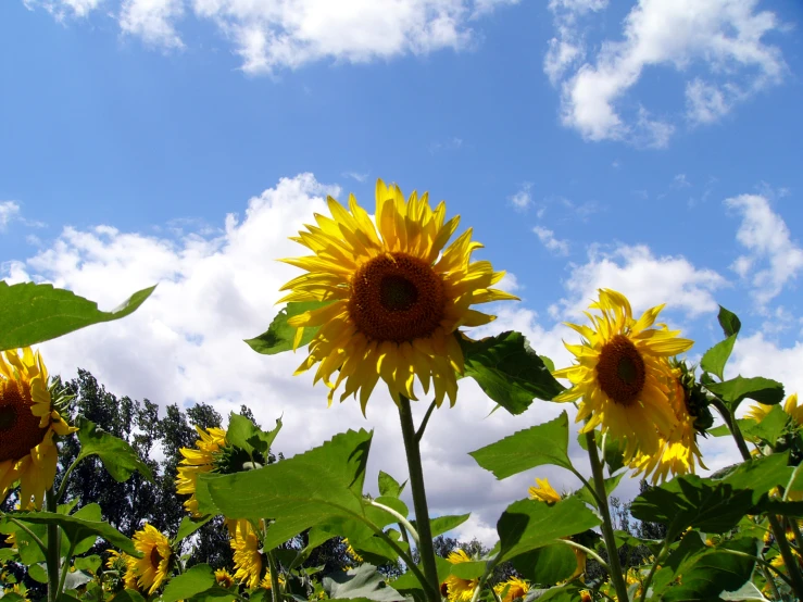 several large yellow flowers in front of some very blue sky