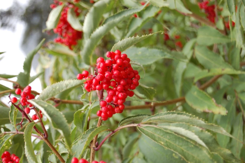 berries of a shrub growing on top of each other