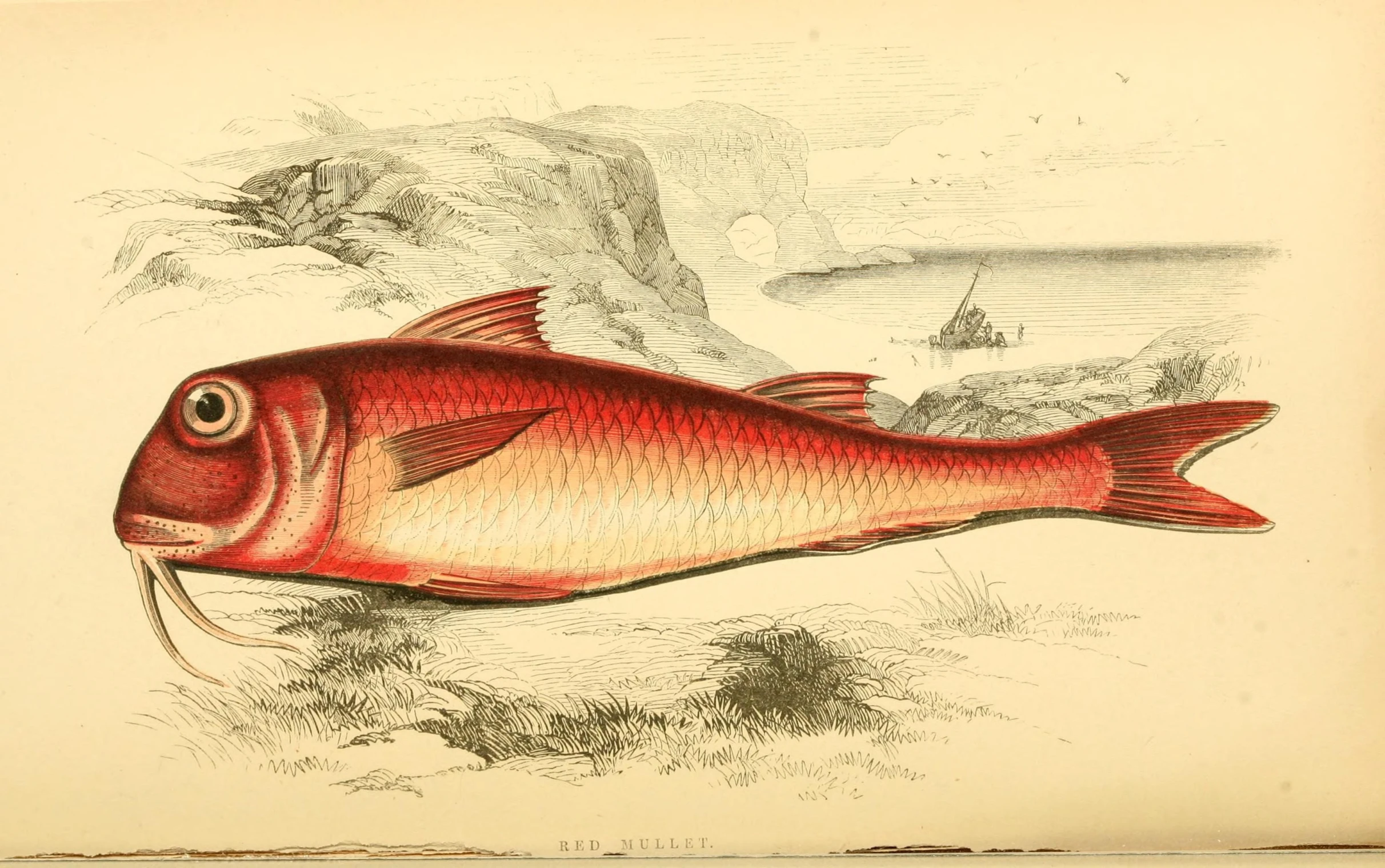 an image of a fish on the water