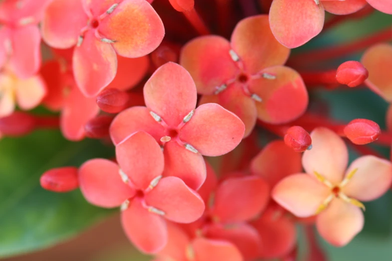 a group of red flowers with lots of yellow blooms