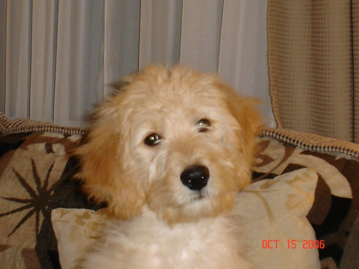 the puppy is sitting on top of a blanket