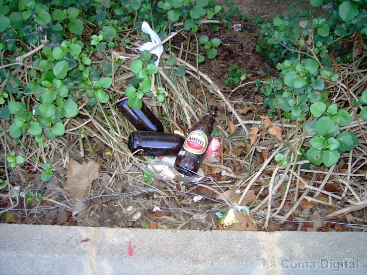a flower bed with beer bottles lying on the ground