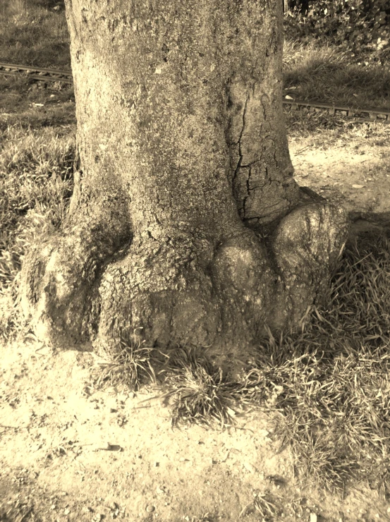 a sepia po of an old tree trunk