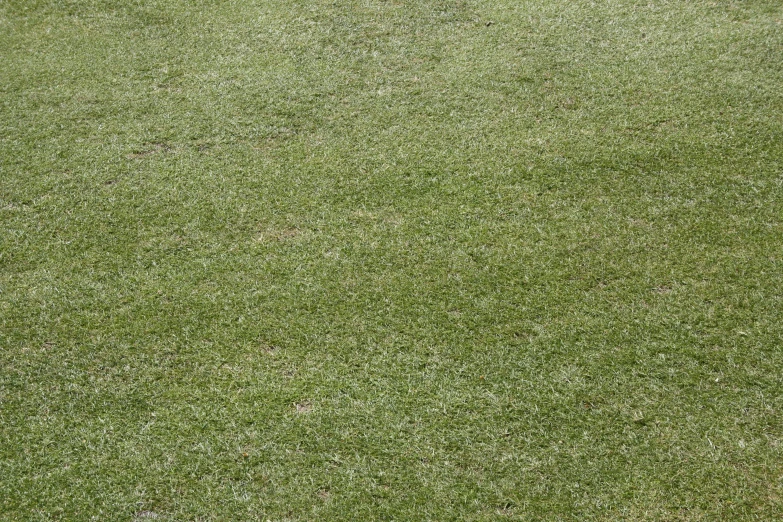 a dog stands on a green patch of grass