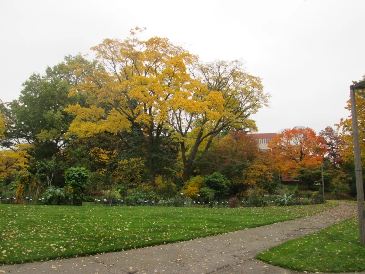 a path passes through the park towards several trees