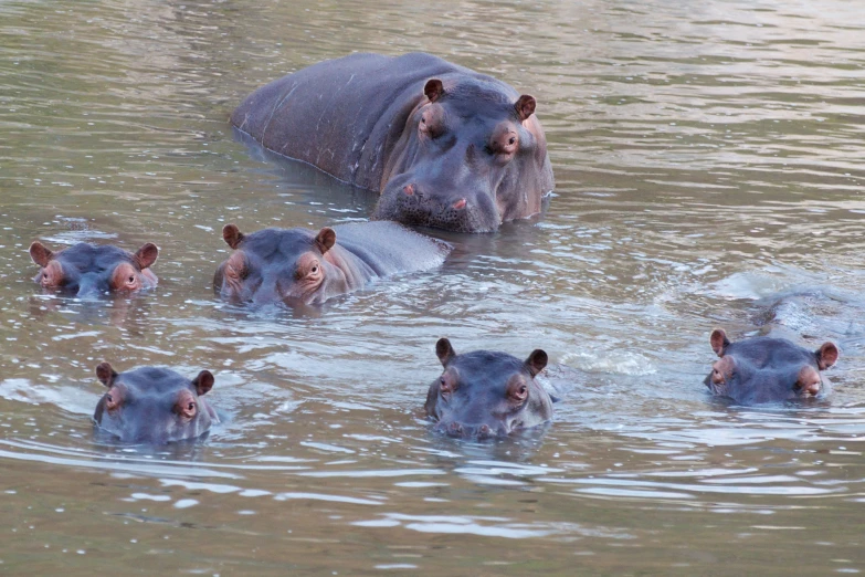 several hippos in a body of water looking