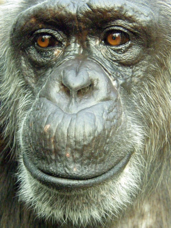 an old monkey looks into the camera with very sharp eyes