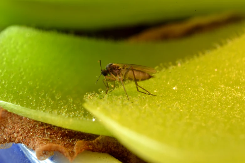 there is a fly that is sitting on the leaf