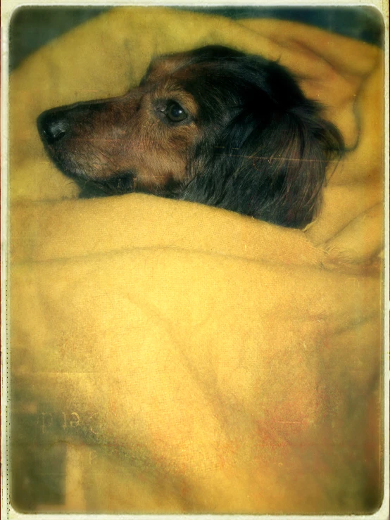 dog covered in blanket curled up on top of a bed