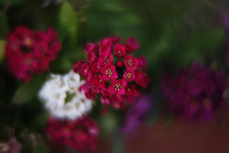 some small white and red flowers in front of a window