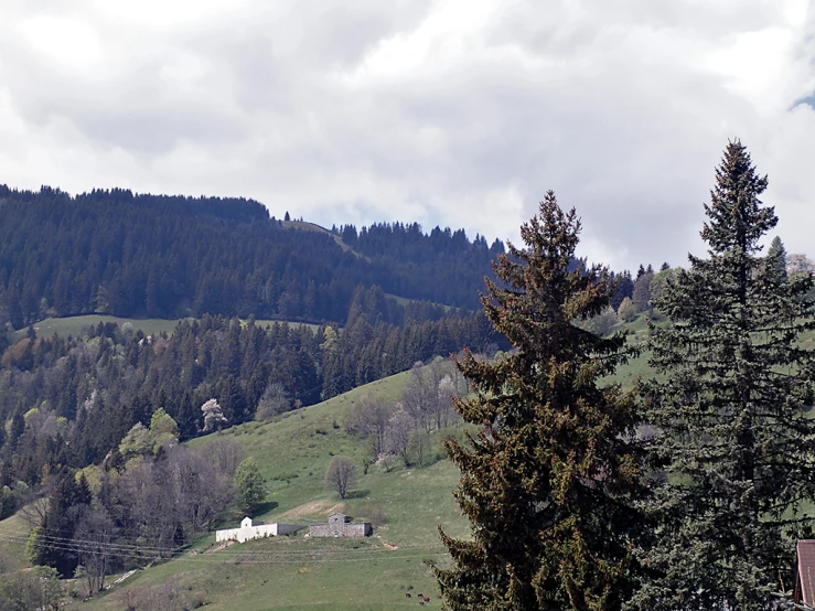 an idyllic alpine landscape with tall green trees