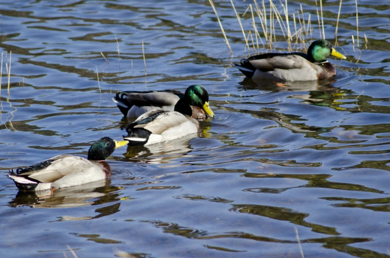 several ducks floating on top of a lake near reeds