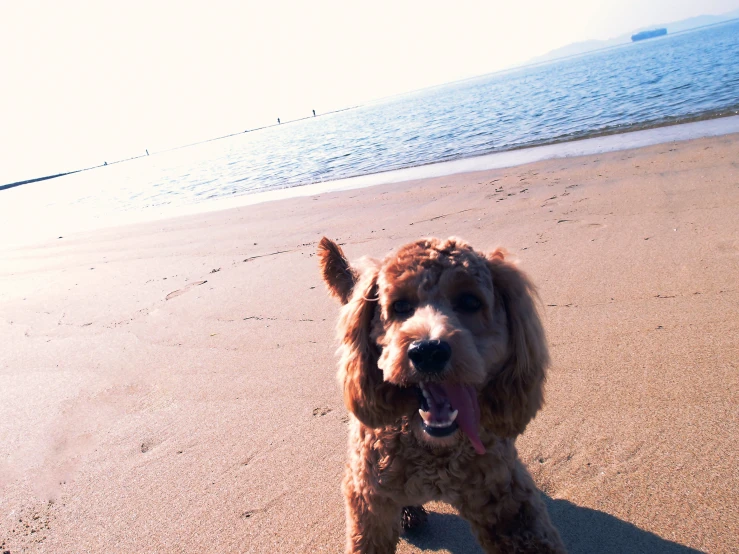 a dog standing on a beach with water and sand in the background