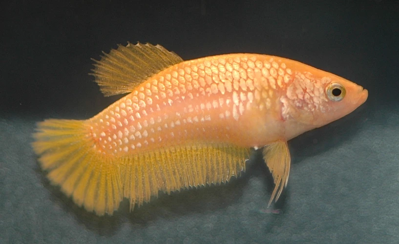 the back side of a gold fish looking down