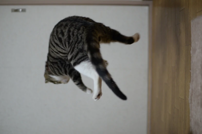 a black, grey and white cat is in the air above a wood floor