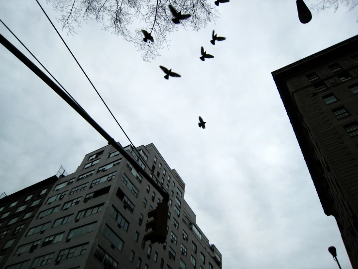 several birds are flying next to two tall buildings