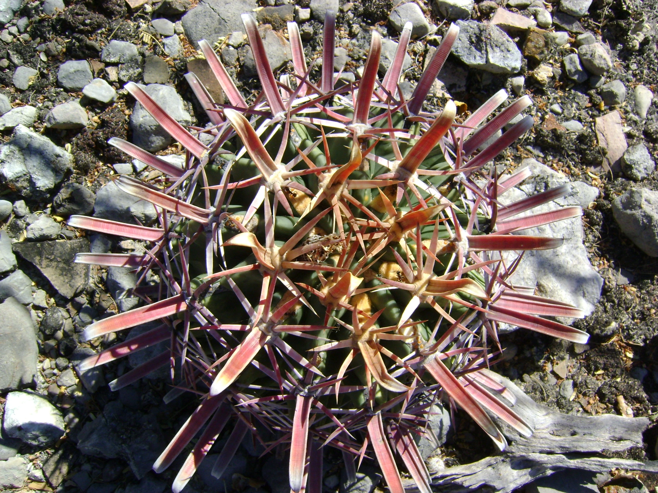 a spiky green plant with pink stems on rocks