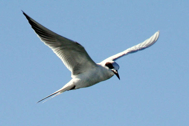a seagull in flight with wings spread, looking down at the ground