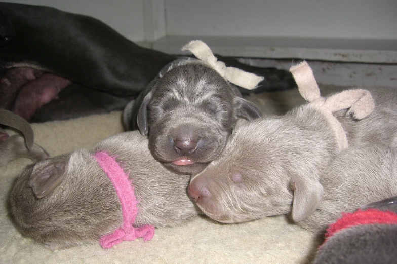 three gray puppies laying around one another