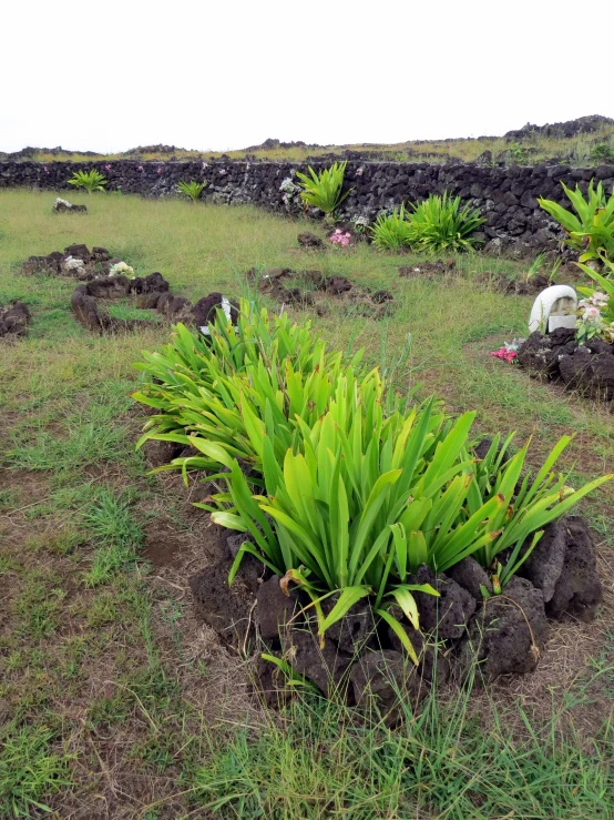 a small mound in a grassy area with vegetation