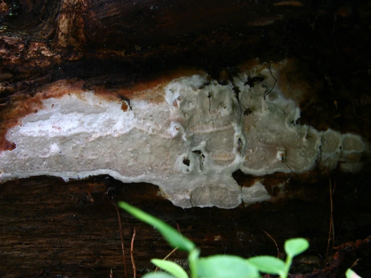 a rock with white layers on it, and vegetation in the background