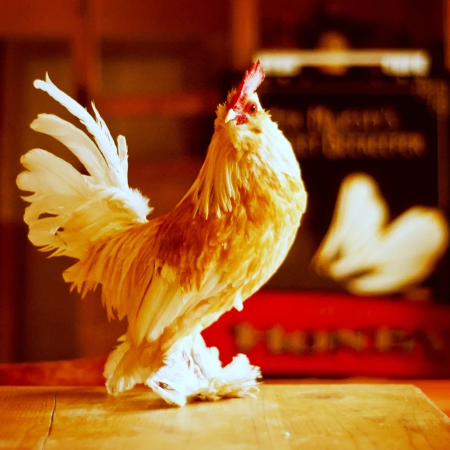 a close up of a rooster with a sky background