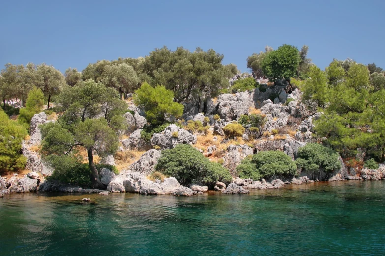 trees are growing on the side of a rocky cliff