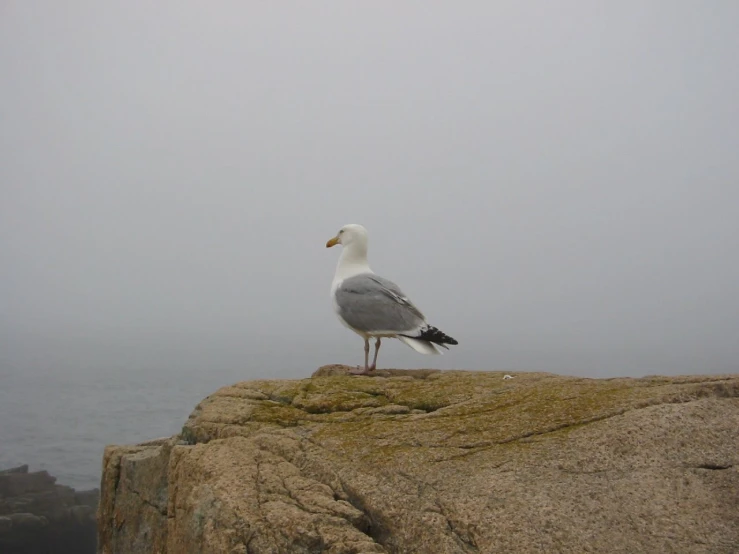 a lone seagull is perched on top of a rock