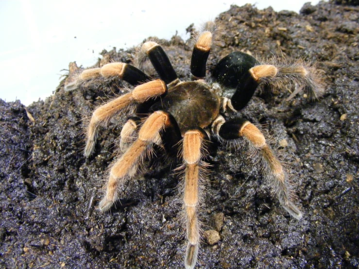 a tarant spider with its head stuck on the ground