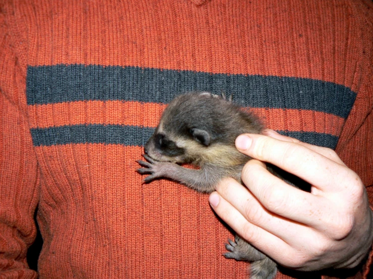 a man holding a tiny baby animal in his hands