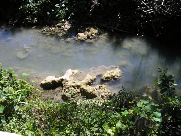 muddy water that has rocks in it and plants near the edge