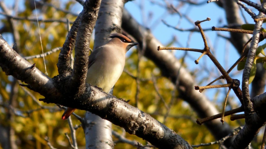 a bird with an orange beak sitting in the middle of a tree