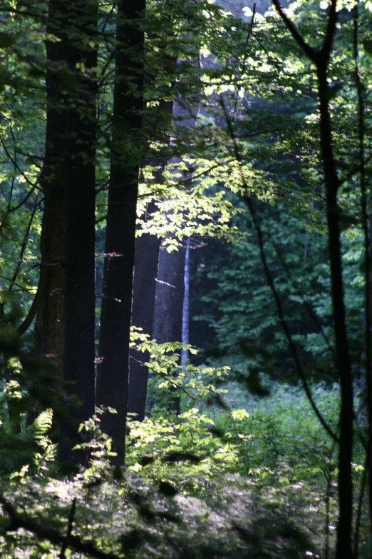 the view into a very dense green forest