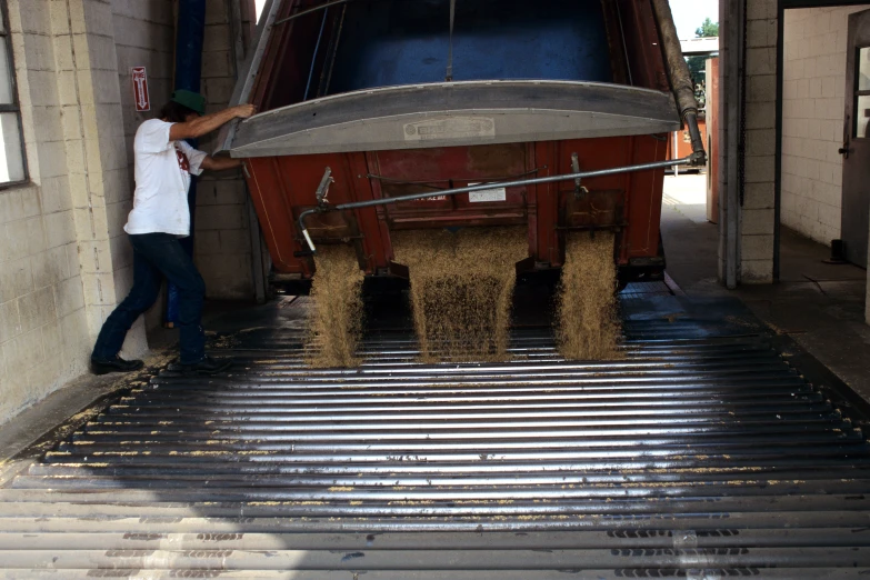 a man working on a conveyor belt full of wheat