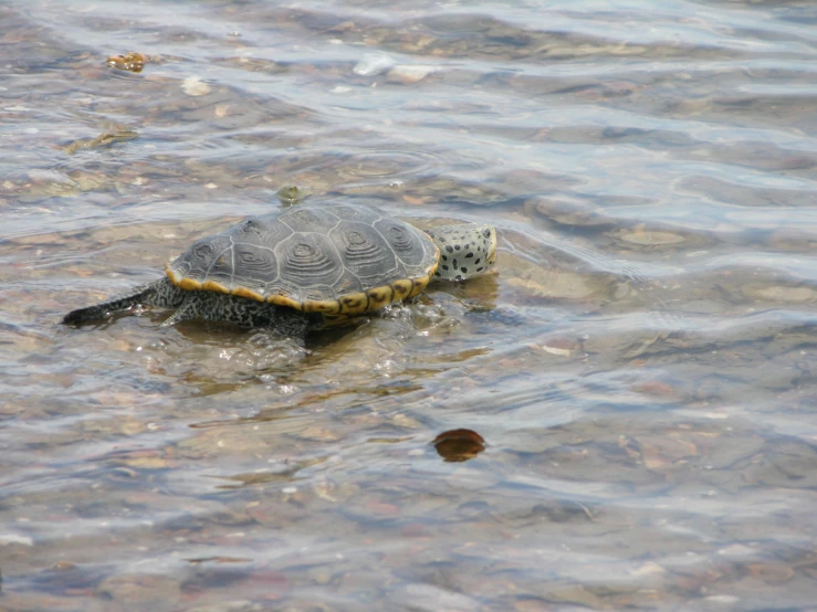 a baby turtle swimming across the water