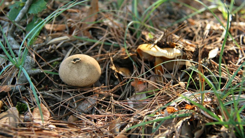 this is a closeup view of a mushroom