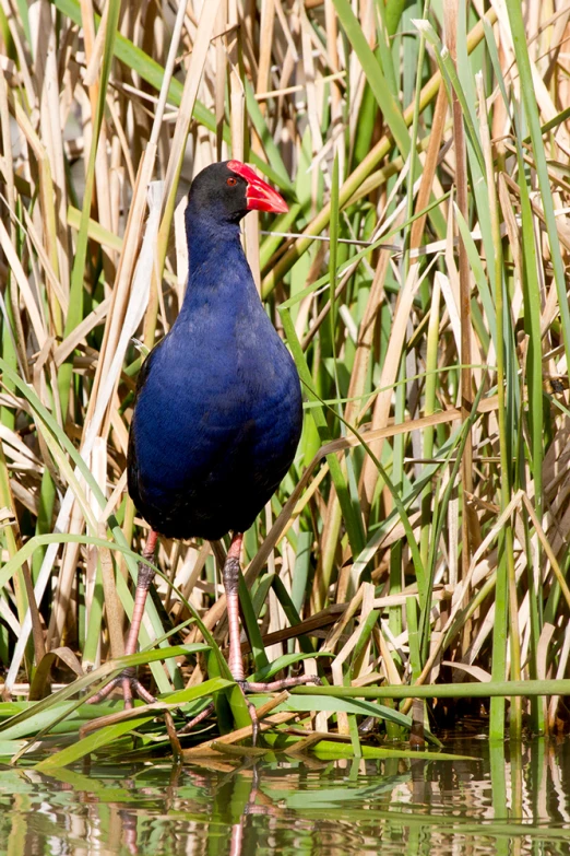 a bird standing in the water near grass