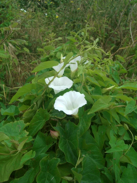 three white flowers with green leaves next to some tall grass