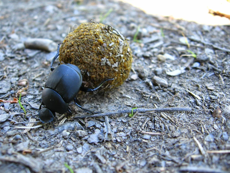 a gray bug with brown spiky head on a ground