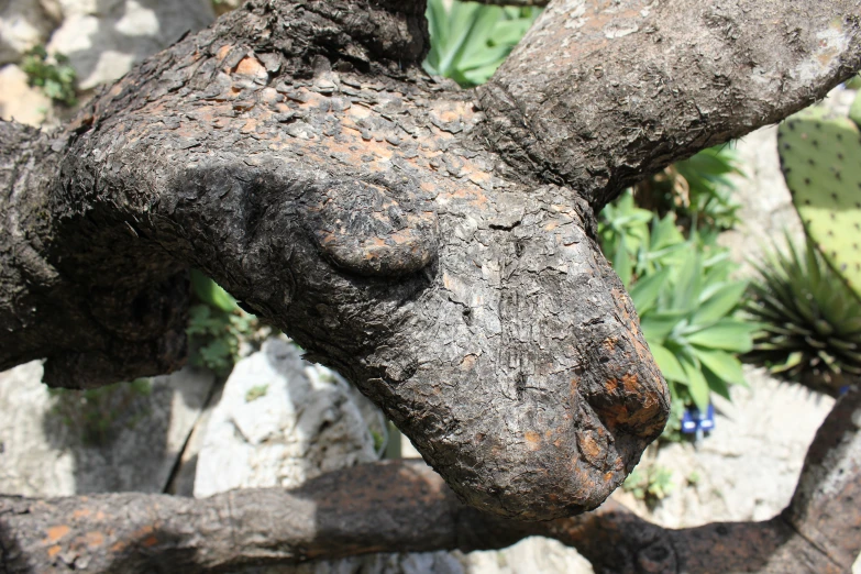 closeup of an animal in the foreground, some plant life in the background