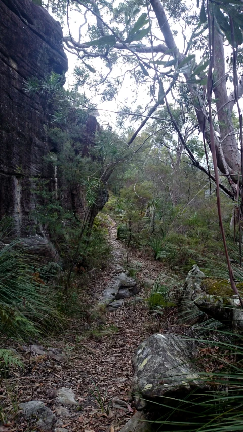 a stone walkway near some trees and rocks