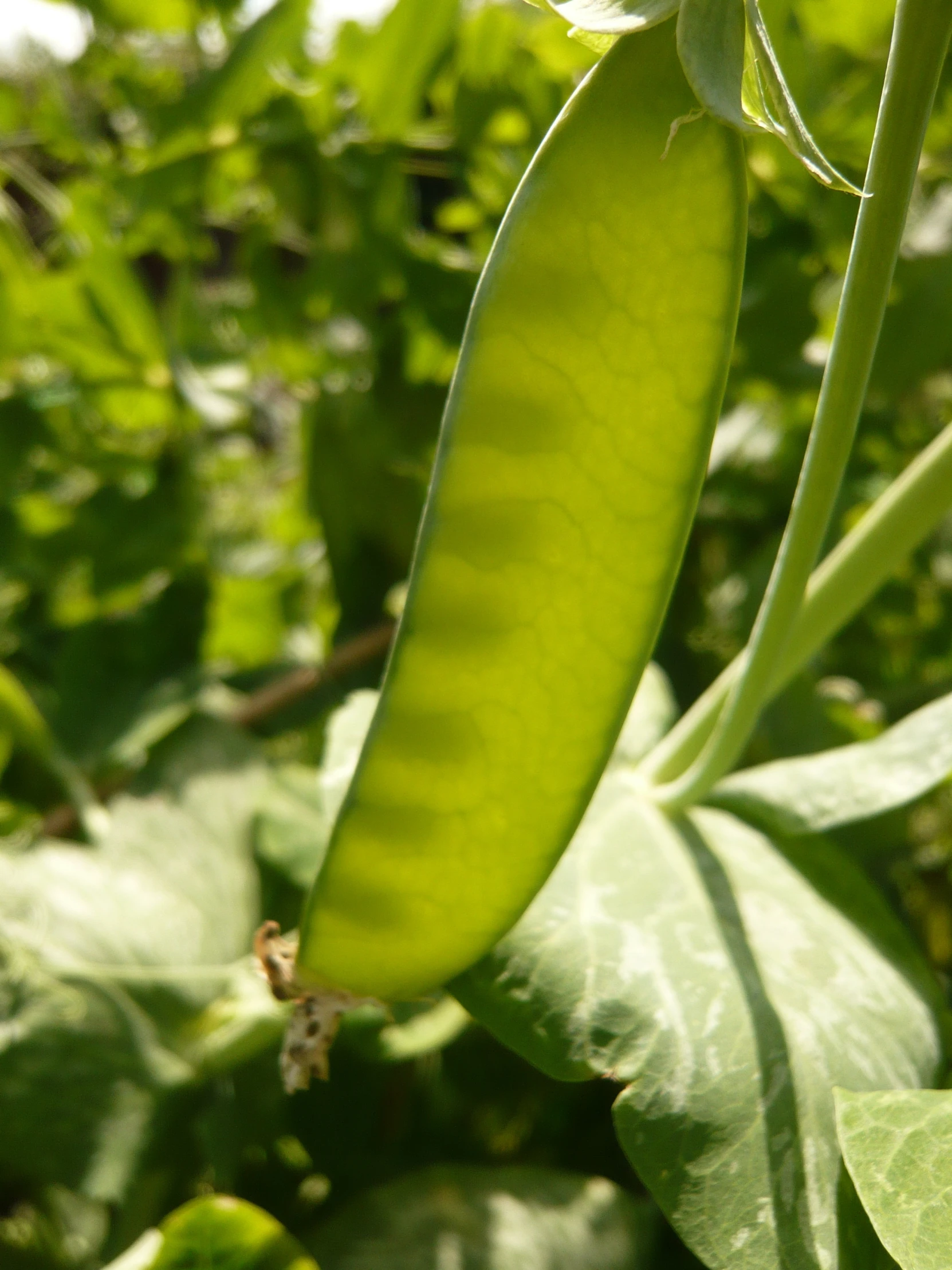 a pea pod hanging in a tree nch