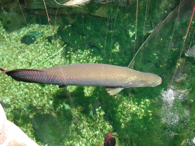 a fish swimming in a pond near rocks