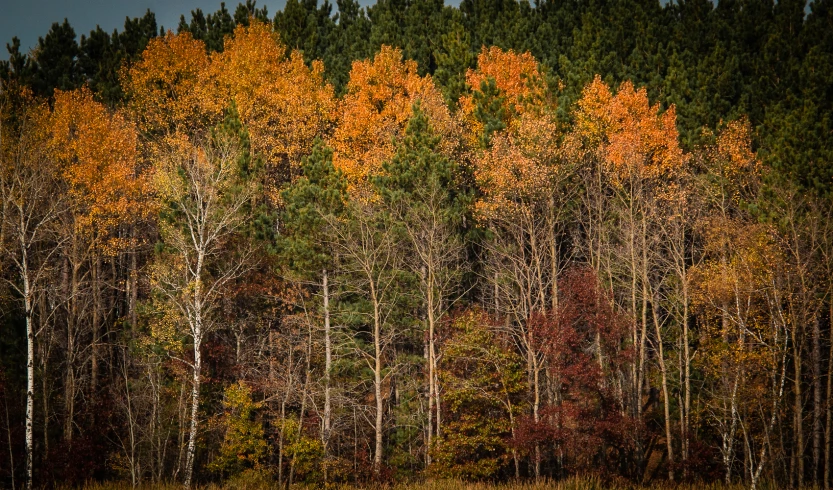 many trees in an open area surrounded by forest