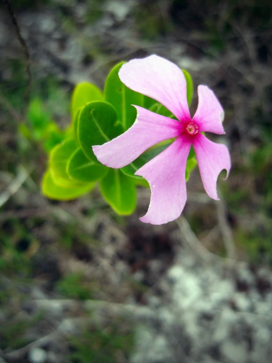 a single pink flower with green leaves in the foreground