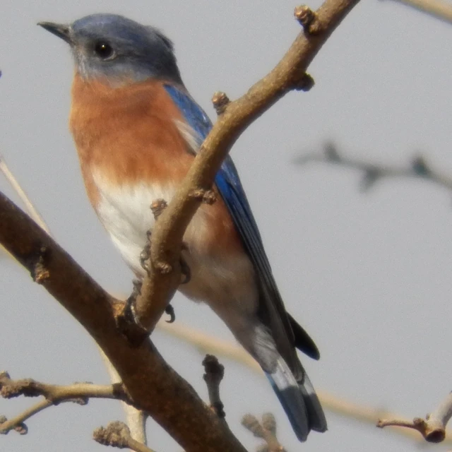 a bird sitting on the nch of a tree