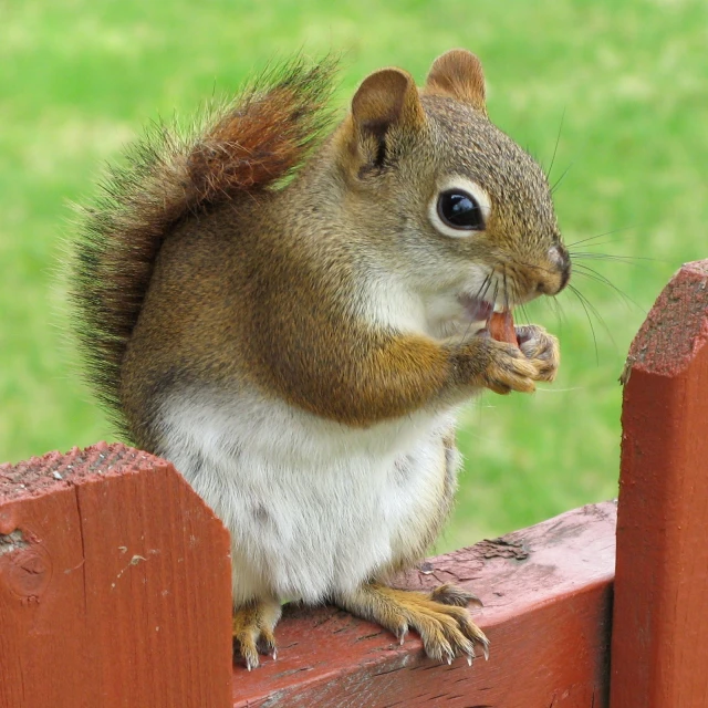 a brown squirrel standing on top of a red fence eating soing