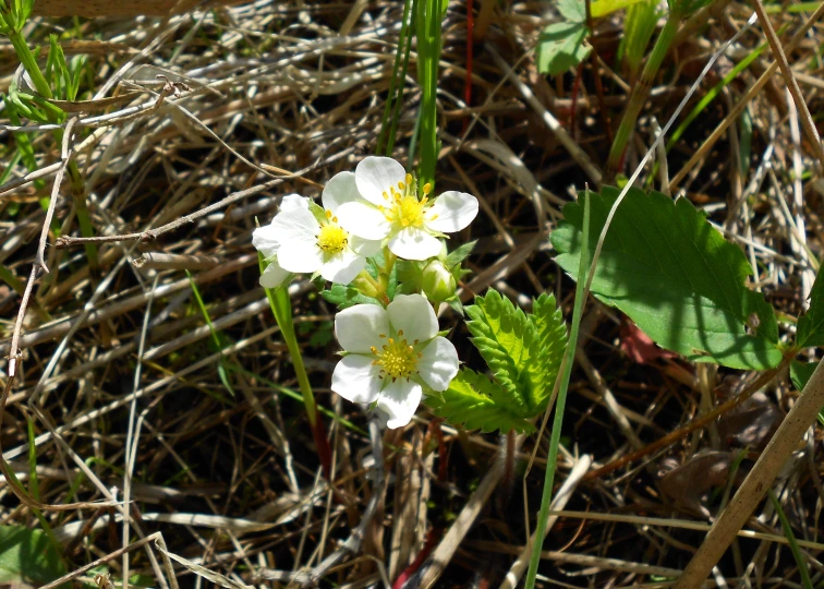 some small flowers grow from the brush